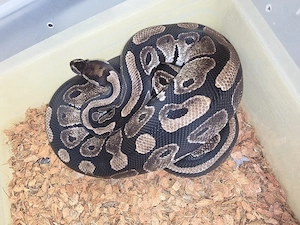 Königspython Weibchen   Axanthic TSK DH Clown Piebald