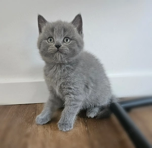 Zuckersüße Britisch Kurzhaar Kitten 