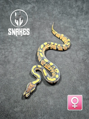 " RESERVIERT " 0.1 Classic NZ.26 Königspython Python regius 