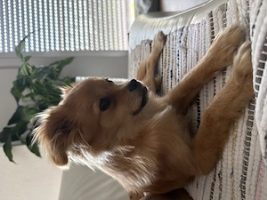 Pomchi Pekinesen Mix, 5 Mon. alt