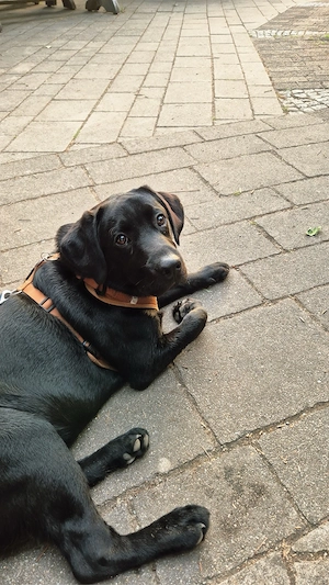 Labrador rüde 6 monate