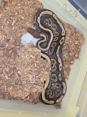Königspython Männchen   Black Pastel Redstripe