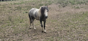 Shetty 4 Jahre  Bild 2