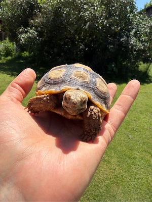 2x Sulcata, Spornschildkröten