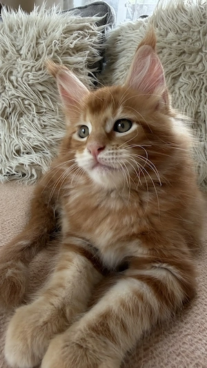 Maine-Coon-Kätzchen suchen liebevolle Familien OHNE STAMMBAUM