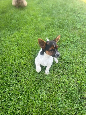 Terrier Welpen Rüden Bild 4