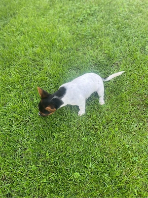 Terrier Welpen Rüden Bild 5