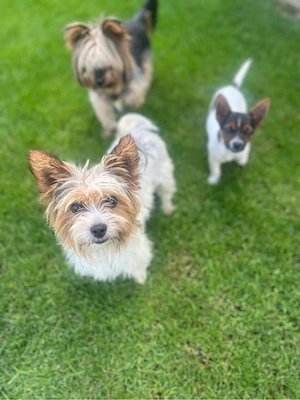 Terrier Welpen Rüden Bild 6
