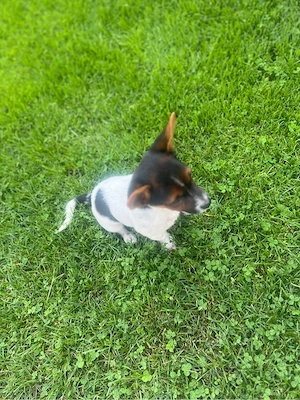 Terrier Welpen Rüden Bild 9