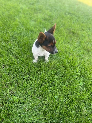 Terrier Welpen Rüden Bild 2