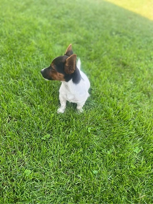 Terrier Welpen Rüden Bild 3