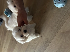 Bichon Havaneser Welpe