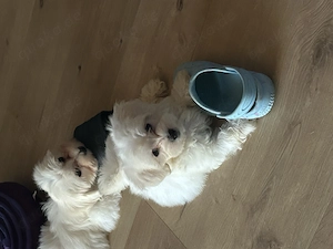 Bichon Havaneser Welpe Bild 2