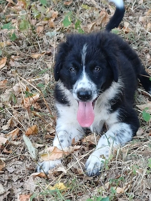 Border Collie mix welpen  Bild 2
