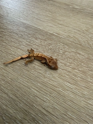 Kronengeckos Jungtiere sowie Midadulte Tiere Bild 2