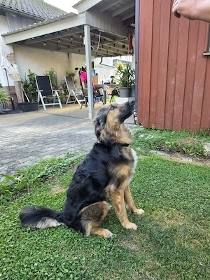 Zeus sucht eine neue Familie