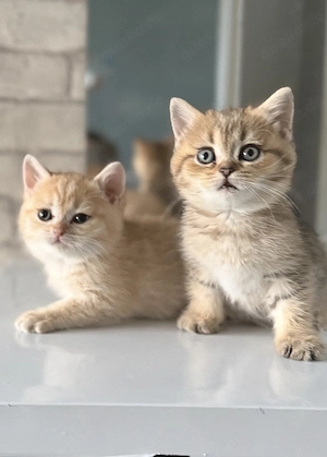 Wunderschöne BKH Kitten