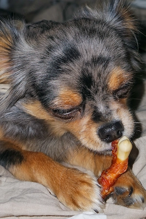 Chihuahua Rüde mit Stammbaum   7 Monate   liebevoll & sozial   2.000  