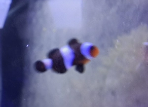 Cownfisch Amphiprion ocellaris Darwin 