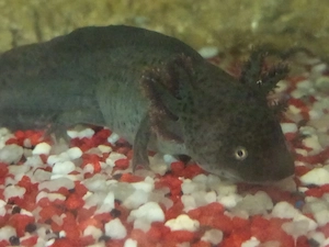 AXOLOTL abzugeben...;)