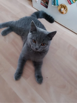 2 Baby Kater "Britisch"