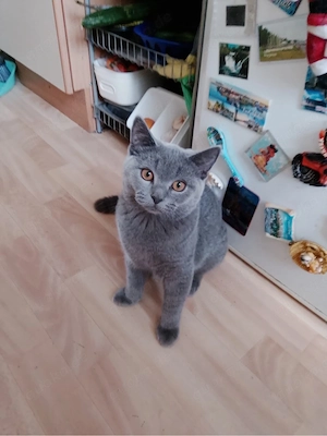 Babykatzen Männlich