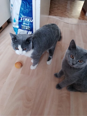 Babykatzen abzugeben Männlich