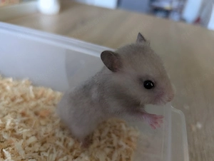 Kleine süße Goldhamster Baby,s abzugeben 
