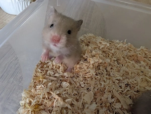 Kleine süße Goldhamster Baby,s abzugeben 
