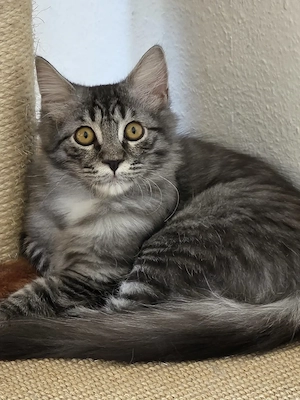 Heilige Birma Perser Mix Kater 