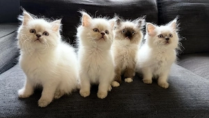 Ragdoll Kitten sie suchen was Besonderes 