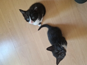 Kitten zu verkaufen 