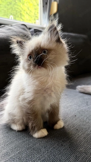Ragdoll Kitten 