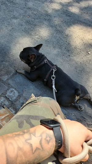 Sehr dringend Französische Bulldogge abzugeben