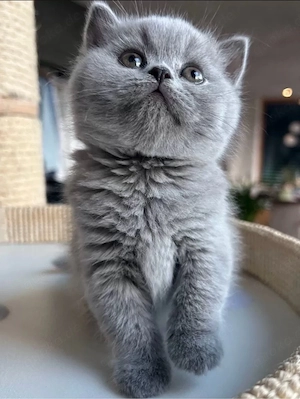 BKH Kitten Auszugsbereit