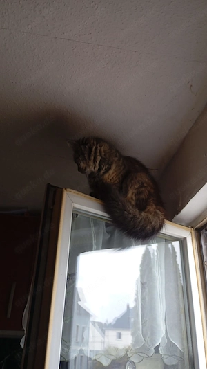 Felly sucht liebevolles zuhause 