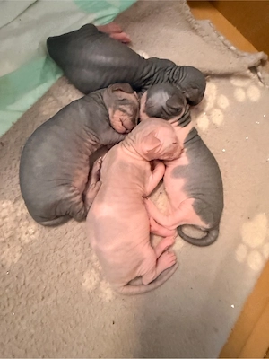 Sphynx Kitten