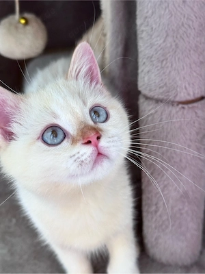 Bkh Kitten 