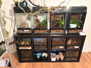 Exo terra.anolis.geckos.leguan.frösche