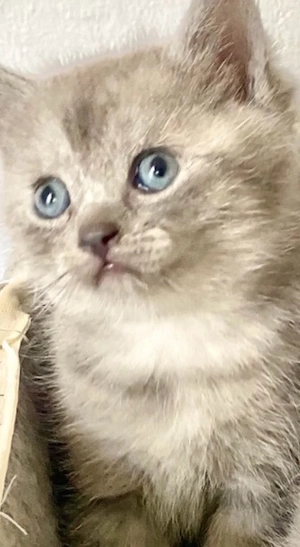 BKH junge Blue Tabby sehr lieb