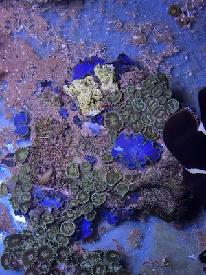 Stein mit Scheibenanemonen und Krustenanemonen