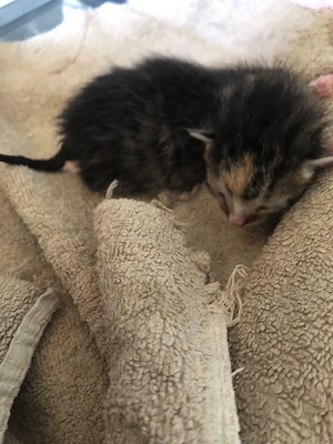 Suchen Katze die mit oder ohne kitten abgegeben wird DRINGEND 