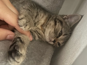 baby kitten zu verkauf 