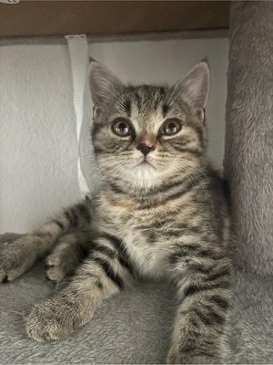 liebes katzen baby sucht liebevolles zuhause     