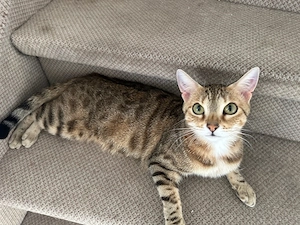 Bengalkatze 