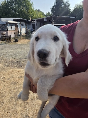 Golden Retriever Welpen Rüde mit Ahnentafel    Abgabebereit   