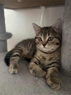 babykitten sucht neues zuhause   