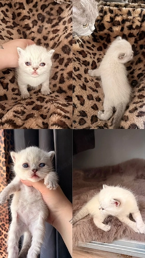 Bkh Point Kitten  Fee