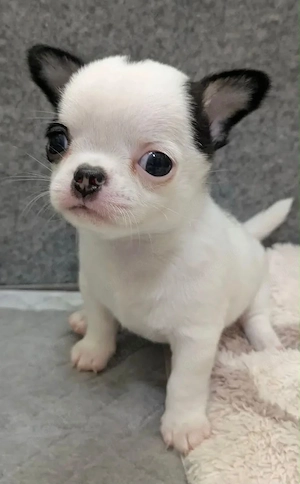 Mini Chihuahua Welpen