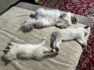 Heilige Birma Kätzchen Kitten